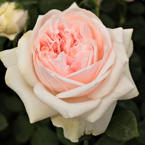 Vendita, rose rose inglesi - rosa - Rosa Auslight - rosa intensamente profumata - David Austin - I suoi fiori rosa pallido hanno un aspetto gradevole insieme ad altre piante colorate.